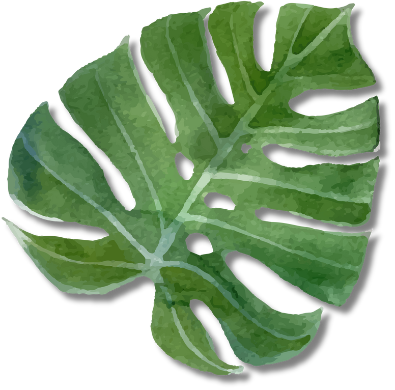 Monstera Leaf Illustration
